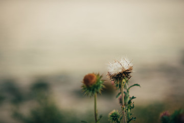 Wall Mural - beautiful flowers in the mountains near the sea