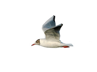 Wall Mural - Black-headed gull (Chroicocephalus ridibundus) on flight, isolated on white background, cut out