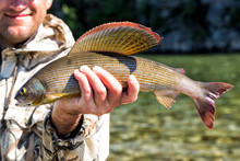 The Fisherman Is Holding A Caught Fish Grayling