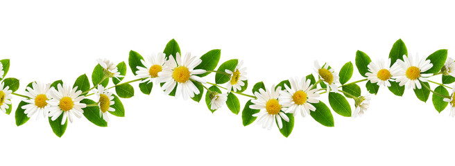 Wall Mural - Fresh green leaves of Siberian peashrub and daisy flowers in seamless waved pattern
