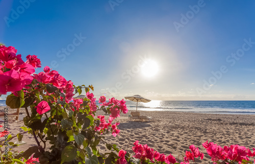 Bougainvillées Rouges Sur Plage Ensoleillée île De La