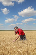 © sima - Farmer or agronomist  inspecting quality of wheat plant in field  and speaking with mobile phone