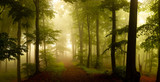Fototapeta Las - Panorama of foggy forest. Fairy tale spooky looking woods in a misty day. Cold foggy morning in horror forest