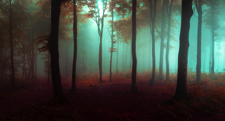 Fototapete - Panorama of foggy forest. Fairy tale spooky looking woods in a misty day. Cold foggy morning in horror forest
