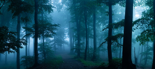 panorama of foggy forest. fairy tale spooky looking woods in a misty day. cold foggy morning in horr