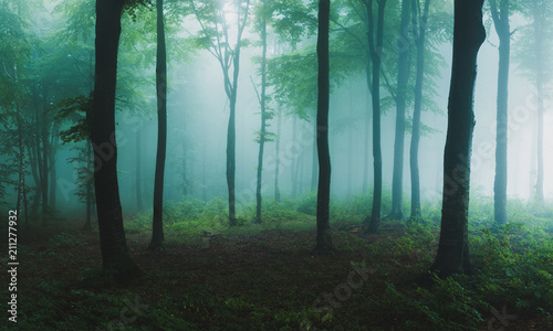 Panorama of foggy forest. F...