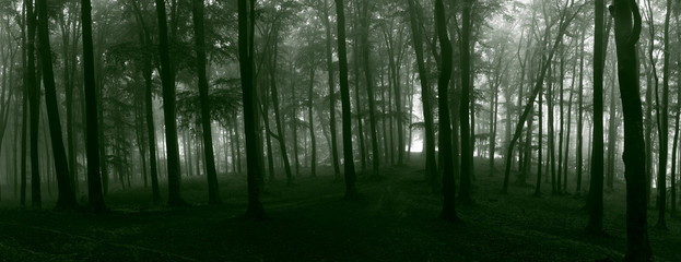 Fototapete - Panorama of foggy forest. Fairy tale spooky looking woods in a misty day. Cold foggy morning in horror forest