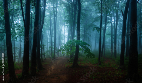 Panorama of foggy forest. F...