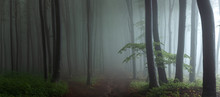 Panorama Of Foggy Forest. Fairy Tale Spooky Looking Woods In A Misty Day. Cold Foggy Morning In Horror Forest
