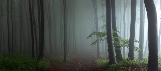 Fototapeta pejzaż jesień droga natura las