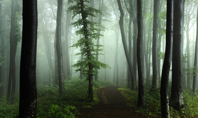 Poster - Panorama of foggy forest. Fairy tale spooky looking woods in a misty day. Cold foggy morning in horror forest