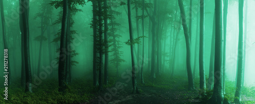 Panorama of foggy forest. F...