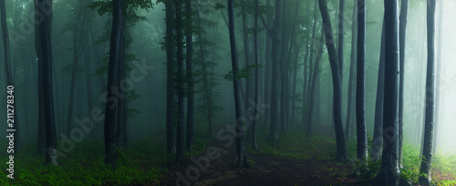 Panorama of foggy forest. F...