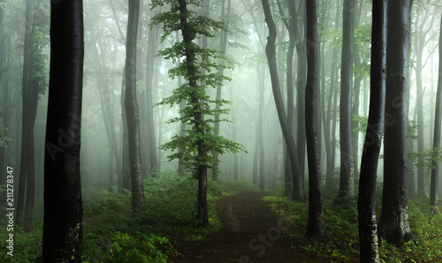 Panorama of foggy forest. F...