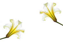 Bright Lily Flowers Isolated On White Background.