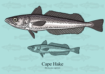 Wall Mural - Cape Hake. Vector illustration with refined details and optimized stroke that allows the image to be used in small sizes (in packaging design, decoration, educational graphics, etc.)