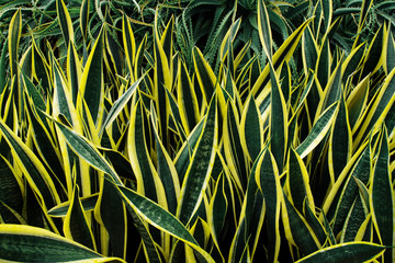 Wall Mural - Variegated tropical leaves pattern of snake plant or mother-in-law's tongue (Sansevieria trifasciata 'Laurentii') and aloe succulent plant on dark nature background.