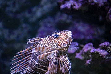 Lionfish in the water