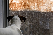 Dog Looking Out The Window In The Rain