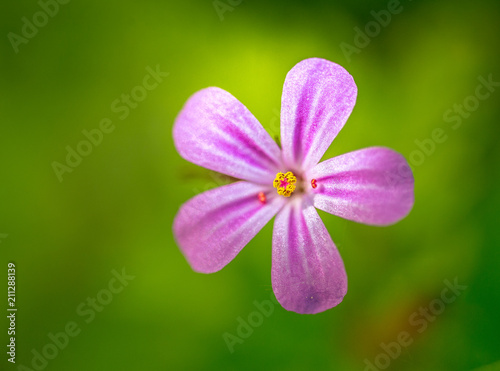 Fleur Seule Rose En Gros Plan Sur Fond Vert Buy This Stock