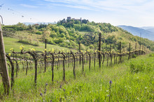 Vineyards To Produce Wine With The Hermitage Of Santa Maria Del Silenzio