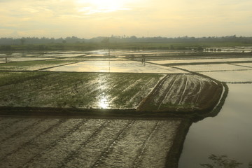 Canvas Print - Culture de riz en Asie