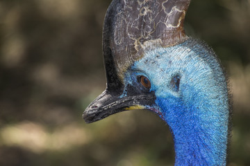 Wall Mural - adult cassowary close up