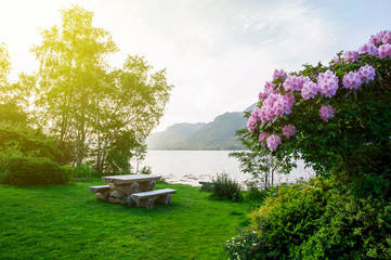 Wall Mural - wooden bench on the green grass on the lawn near the bay, a flowering bush in the foreground, sunset