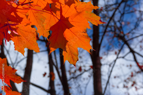 red maple leaves against the blue sky
