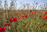 Fototapeta Natura - Red Poppy Fields