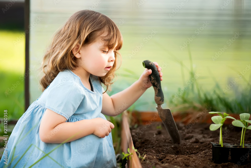 Adorable little gardener plants cucumber seedlings in the ground