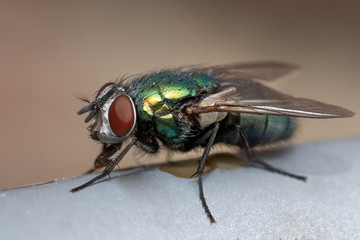 portrait of a green fly