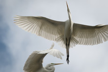 Great White Flying Egret
