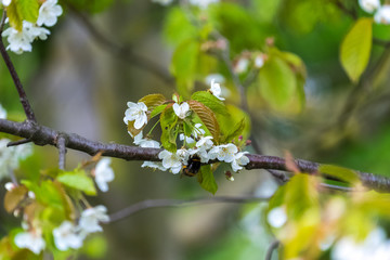 Canvas Print - Bee collecting nectar from white flowers with a green bacground