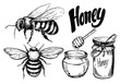 Sketch of honey elements. Hand  drawn illustration converted to vector