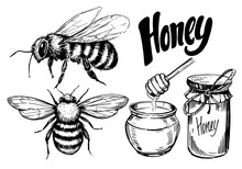Sketch Of Honey Elements. Hand  Drawn Illustration Converted To Vector