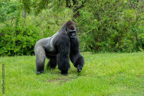 Fotomural Western Lowland Gorilla in Green Grass on Sunny Day