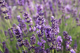 Common Lavender (Lavandula angustifolia)