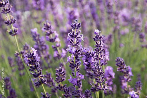 Fototapeta na szkło Lawenda zwyczajna (Lavandula angustifolia)