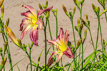 Wall Mural - Lilies