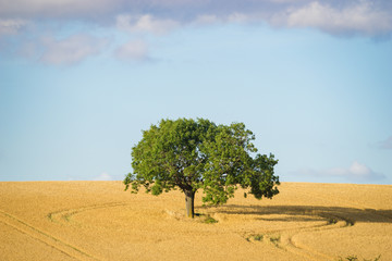 Canvas Print - Alone tree on the wheat field 