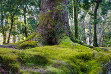 Ancient Tree With Green Moss At The City Park