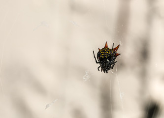 Close up of a male spiny orb weaver spider.
