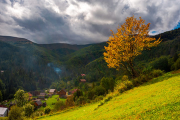  tree with yellow foliage in foggy mountains. beautiful autumnal scenery with spruce forest on hillside