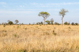 Fototapeta Sawanna - Kruger National Park, savannah vegetation, yellow grass. South Africa