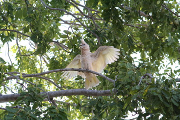 white cockatoo in a tree branch