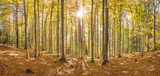 Fototapeta Las - Herbst im Wald