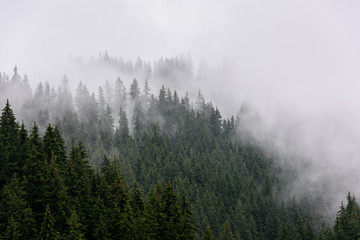  Mglisty las sosnowy. Gęsty las sosnowy w porannej mgle.