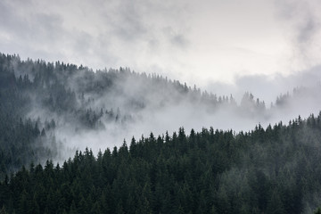 Naklejka na meble Foggy Pine Forest. Dense pine forest in morning mist.