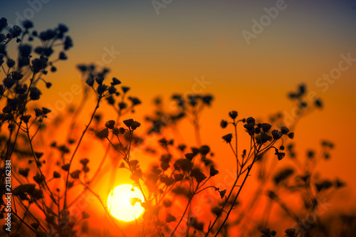 Beautiful meadow with wild flowers over sunset sky. Field of camomile medical...